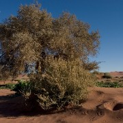 africa2006 CRW 2585 : Africa Afrika, Natur Nature, Urlaub