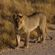 africa2006 CRW 3009 : Africa Afrika, Fauna Tier Animal, Urlaub