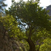 CRW 4106 : Crete, Greece, Griechenland, Holiday, Kreta, Urlaub