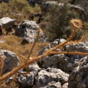 CRW 4308 : Crete, Greece, Griechenland, Holiday, Kreta, Urlaub